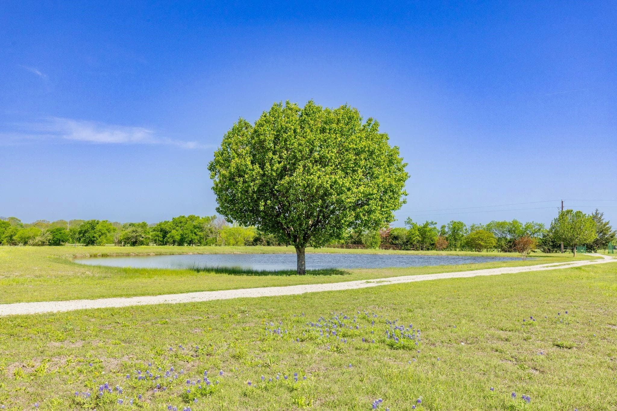 Stocked fishing pond with mature tree and Texas bluebonnets